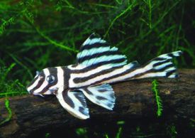 zebraharcsa---hypancistrus_zebra.jpg